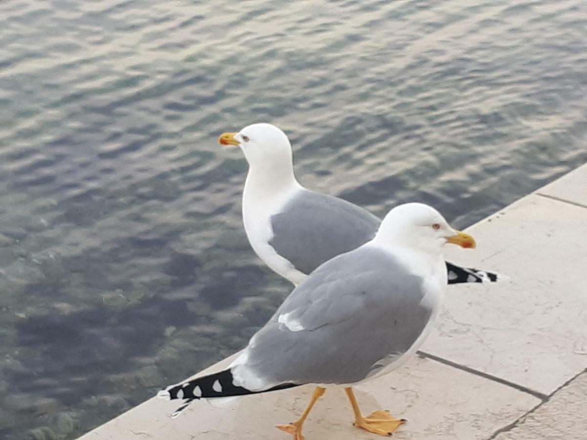 Sea Melody Leilighet Lopar Eksteriør bilde